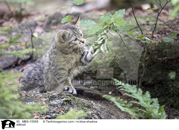 wildcat / MBS-15585