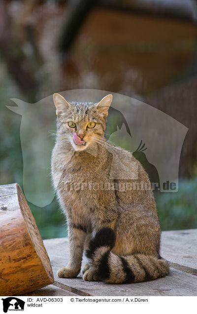 wildcat / AVD-06303