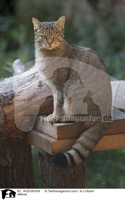 wildcat / AVD-06304
