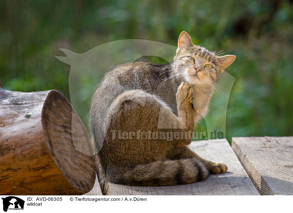 wildcat / AVD-06305