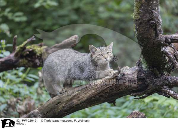 wildcat / PW-02646