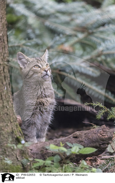 wildcat / PW-02653