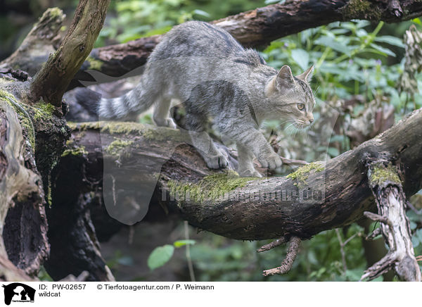 Wildkatze / wildcat / PW-02657