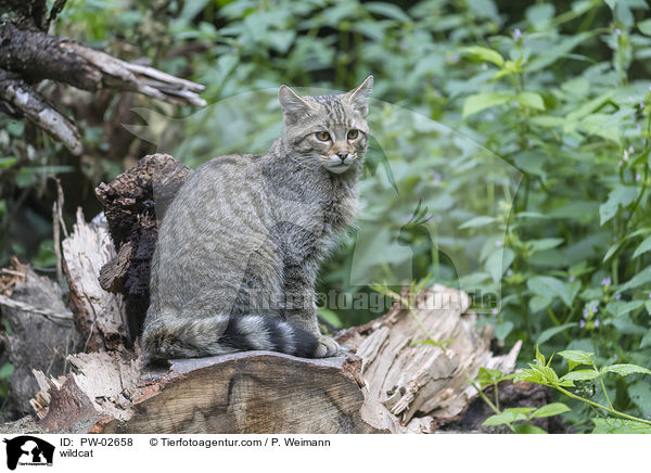 wildcat / PW-02658