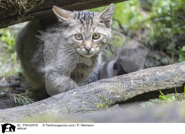 wildcat / PW-02676
