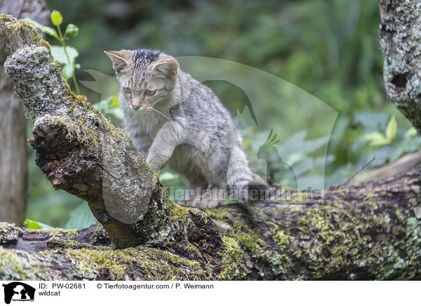 Wildkatze / wildcat / PW-02681