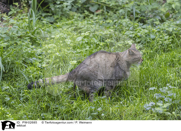 Wildkatze / wildcat / PW-02685