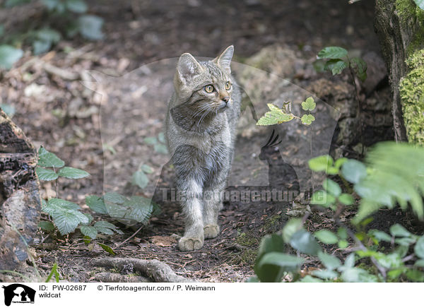 Wildkatze / wildcat / PW-02687