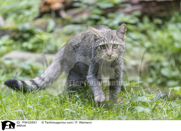 Wildkatze / wildcat / PW-02691
