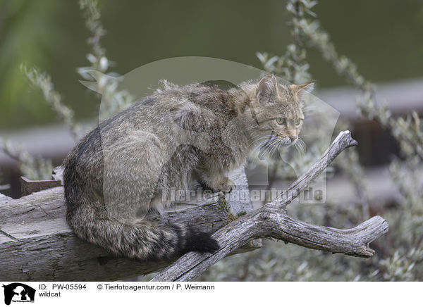 Wildkatze / wildcat / PW-05594