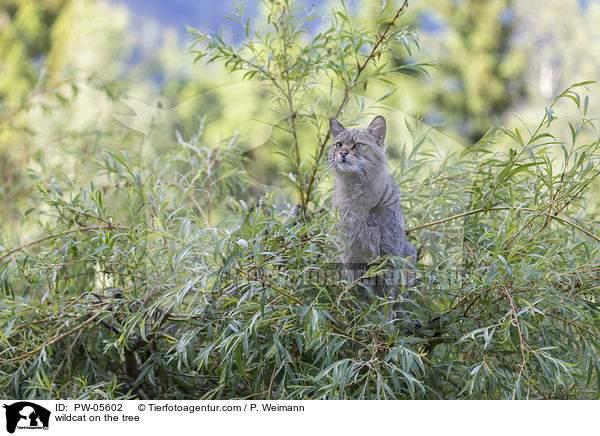 Wildkatze auf dem Baum / wildcat on the tree / PW-05602