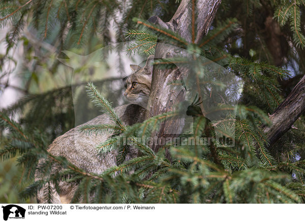 stehende Wildkatze / standing Wildcat / PW-07200