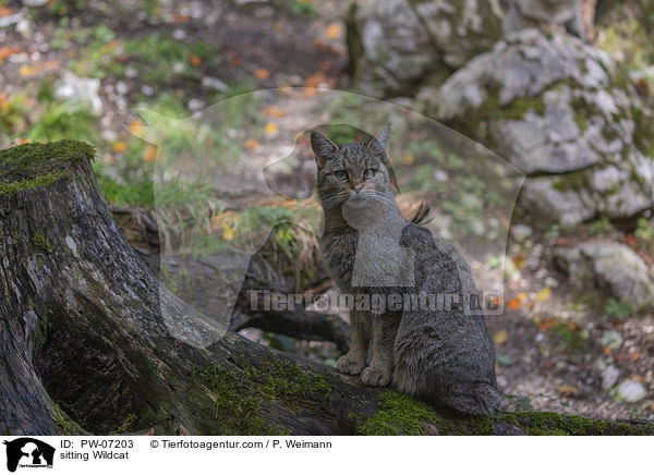 sitzende Wildkatze / sitting Wildcat / PW-07203