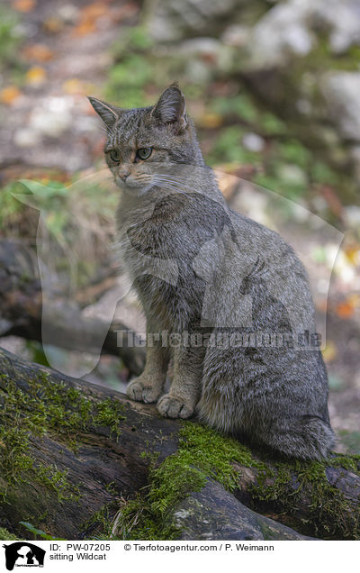 sitzende Wildkatze / sitting Wildcat / PW-07205