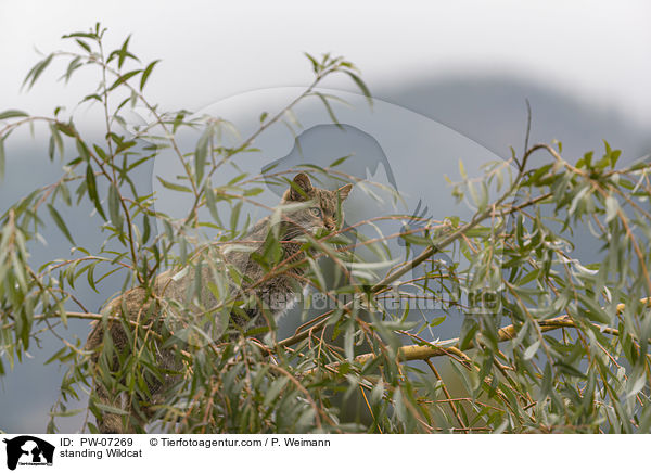 stehende Wildkatze / standing Wildcat / PW-07269