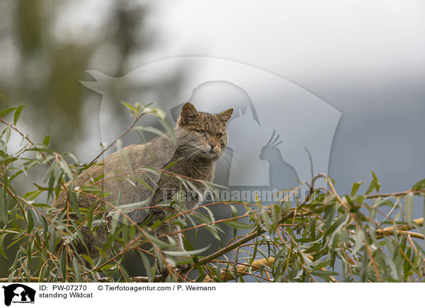 stehende Wildkatze / standing Wildcat / PW-07270