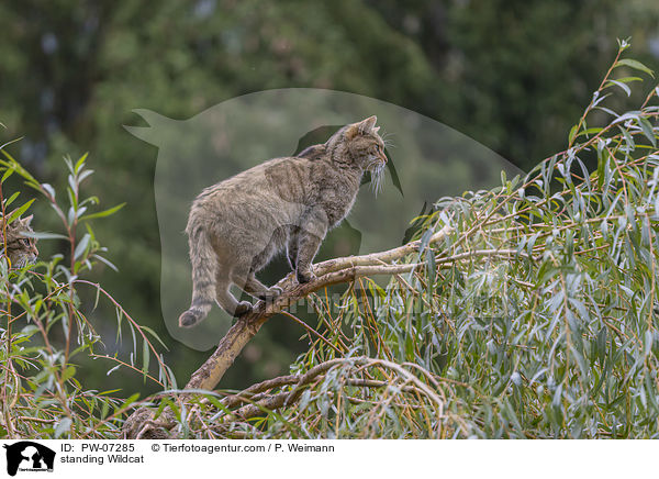 standing Wildcat / PW-07285