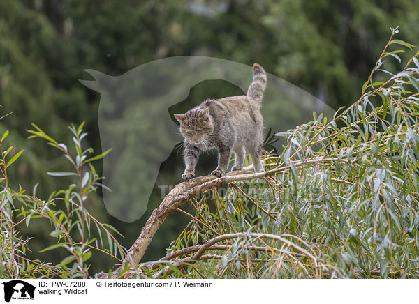 walking Wildcat / PW-07288