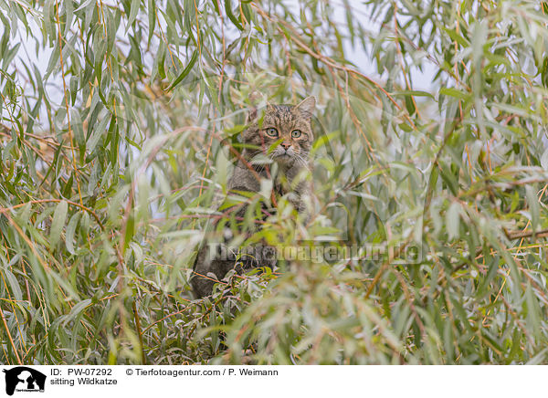 sitting Wildkatze / PW-07292