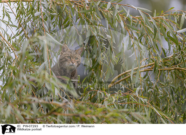 Wildkatze portrait / PW-07293