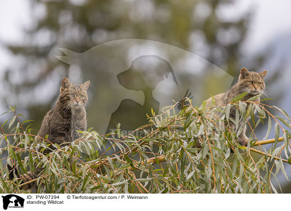 stehende Wildkatze / standing Wildcat / PW-07294