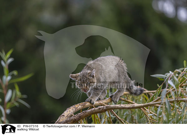 walking Wildcat / PW-07316