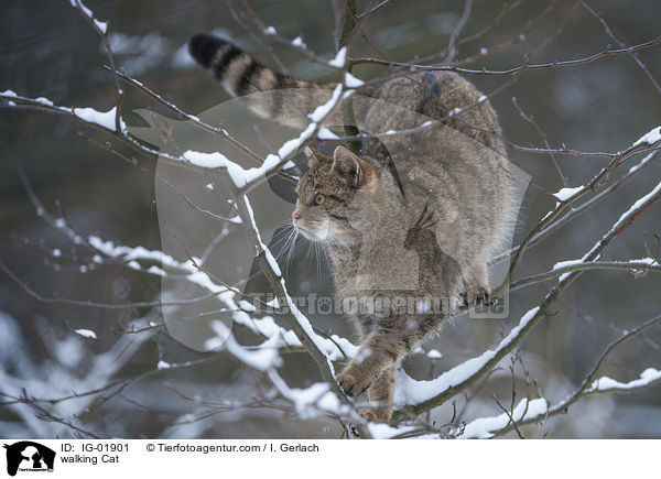 laufende Katze / walking Cat / IG-01901