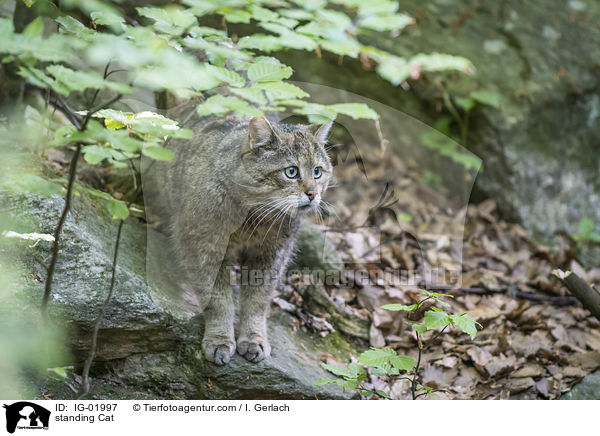 standing Cat / IG-01997