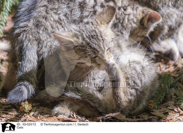 Katzen / Cats / IG-02013