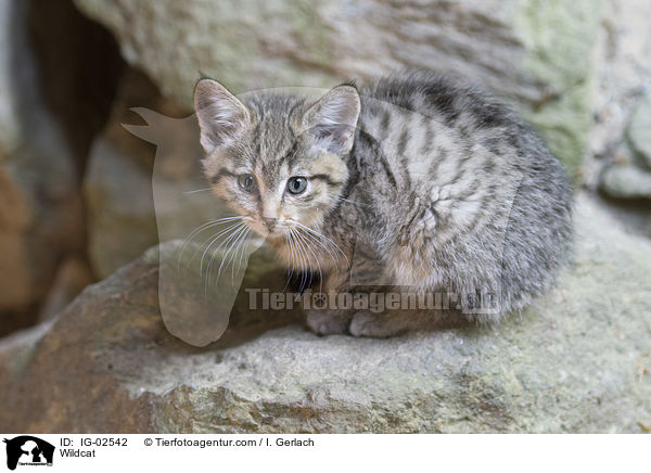 Wildkatze / Wildcat / IG-02542
