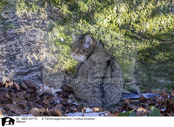 Wildkatze / Wildcat / MBS-20770