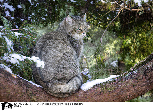 Wildcat / MBS-20771
