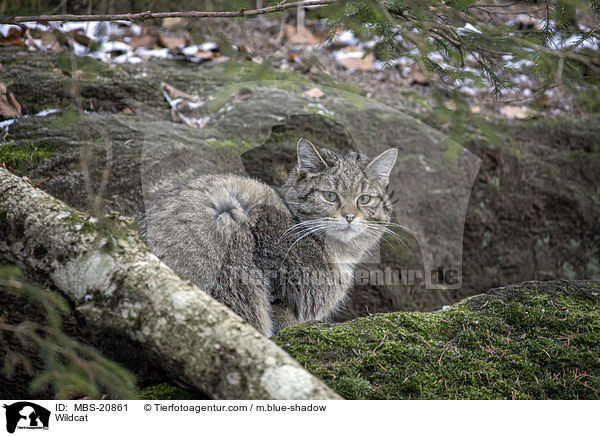 Wildkatze / Wildcat / MBS-20861