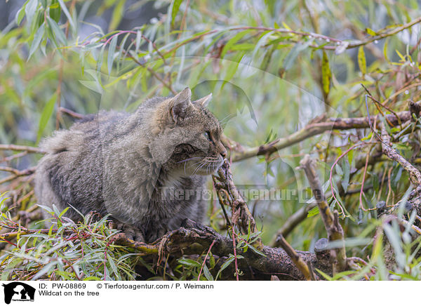 Wildcat on the tree / PW-08869