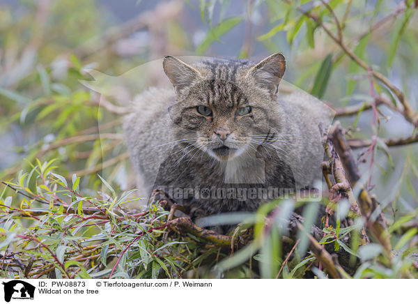 Wildkatze auf dem Baum / Wildcat on the tree / PW-08873