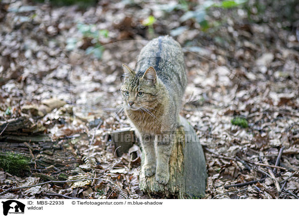 Wildkatze / wildcat / MBS-22938