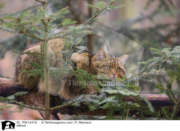 Wildkatze / wildcat / PW-12419