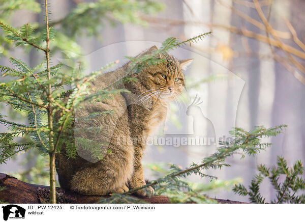 Wildkatze / wildcat / PW-12425