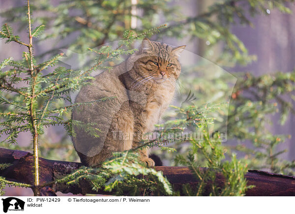 Wildkatze / wildcat / PW-12429