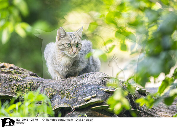 Wildkatze / wildcat / DMS-12779
