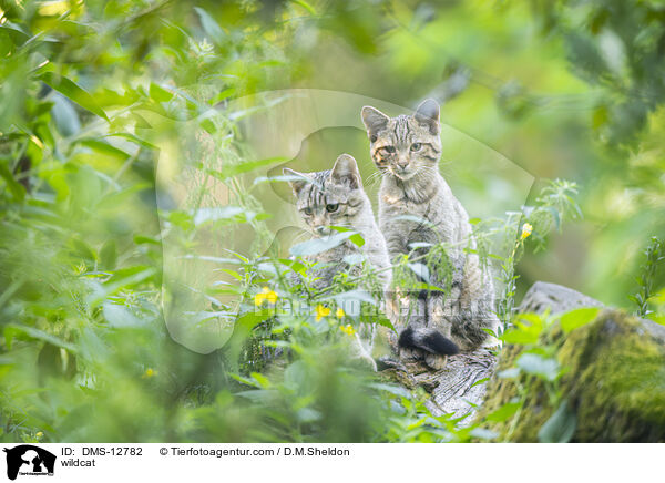 Wildkatze / wildcat / DMS-12782