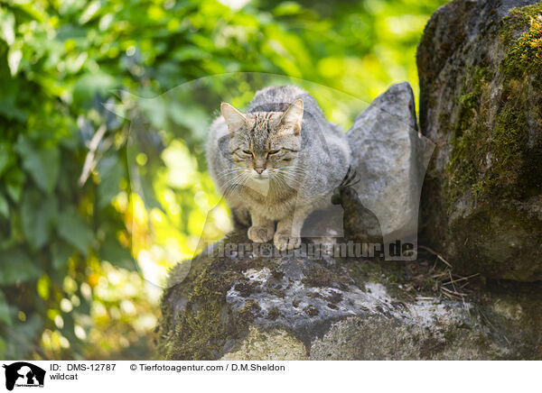 wildcat / DMS-12787