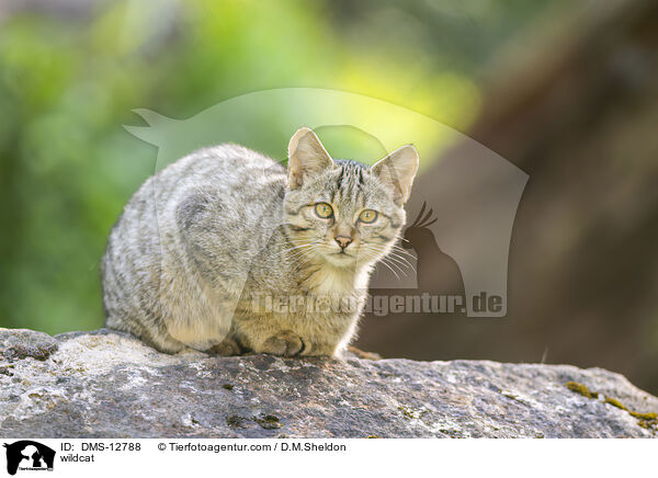 wildcat / DMS-12788