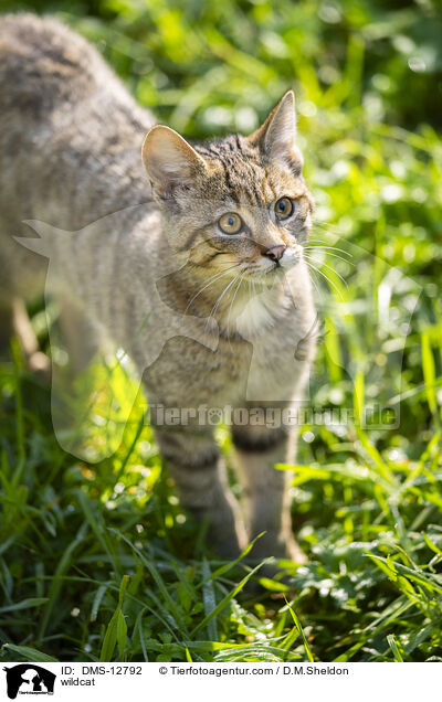 Wildkatze / wildcat / DMS-12792