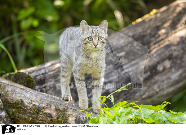 Wildkatze / wildcat / DMS-12796