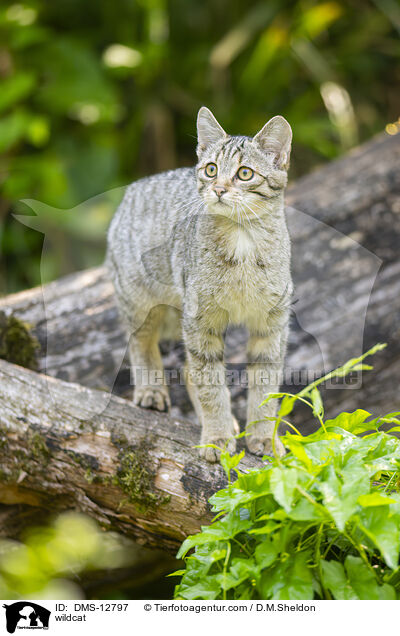 Wildkatze / wildcat / DMS-12797