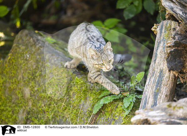 Wildkatze / wildcat / DMS-12800