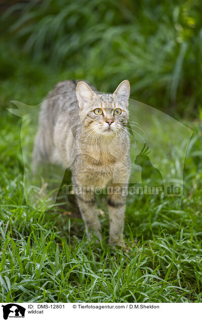 Wildkatze / wildcat / DMS-12801
