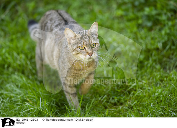 Wildkatze / wildcat / DMS-12803