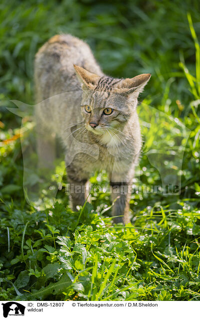 Wildkatze / wildcat / DMS-12807
